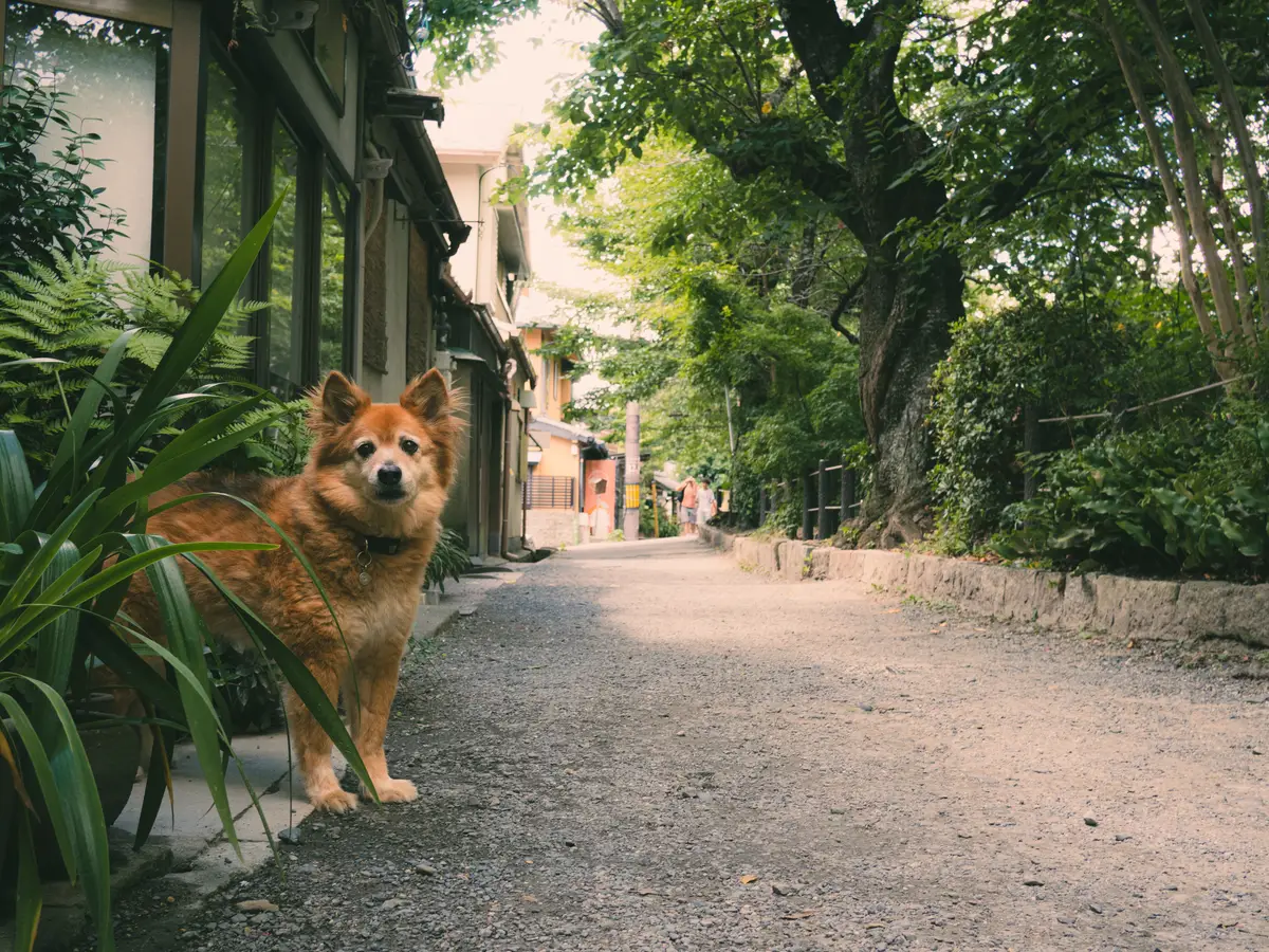 A dog peering out of its owners house