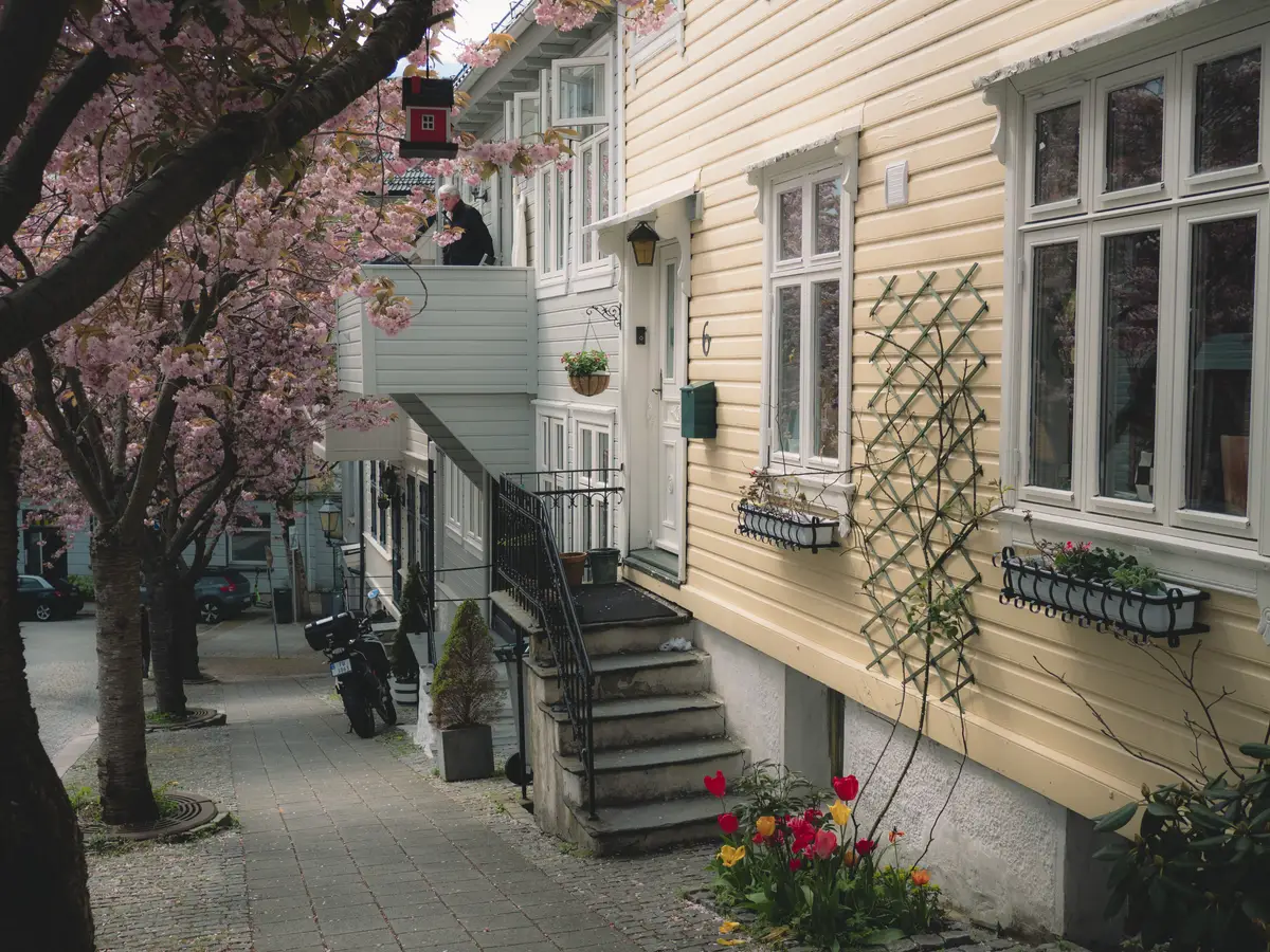 A cherry tree in full bloom beside a yellow wooden house, with a man standing on the balcony above