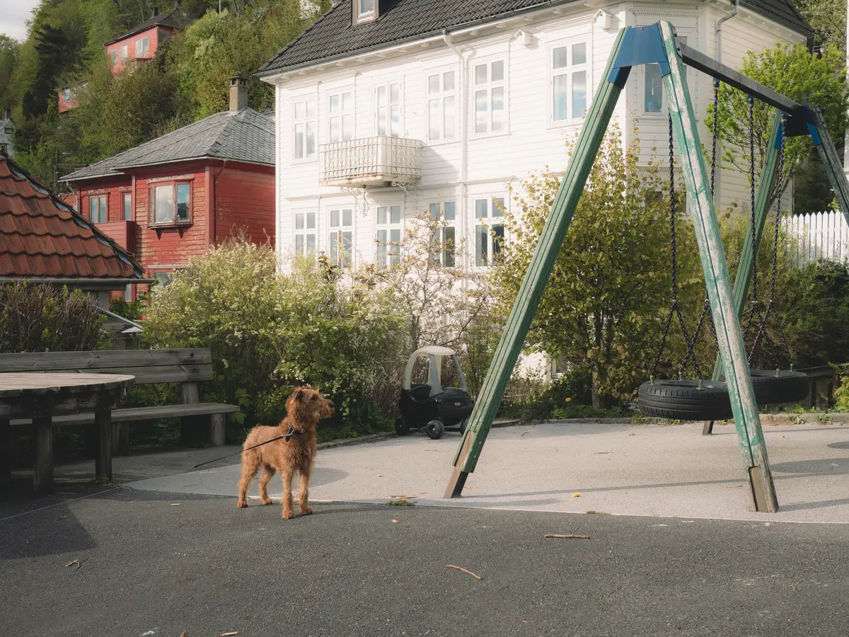 A wiry terrier on a leash in a playground in front of white and red wooden houses