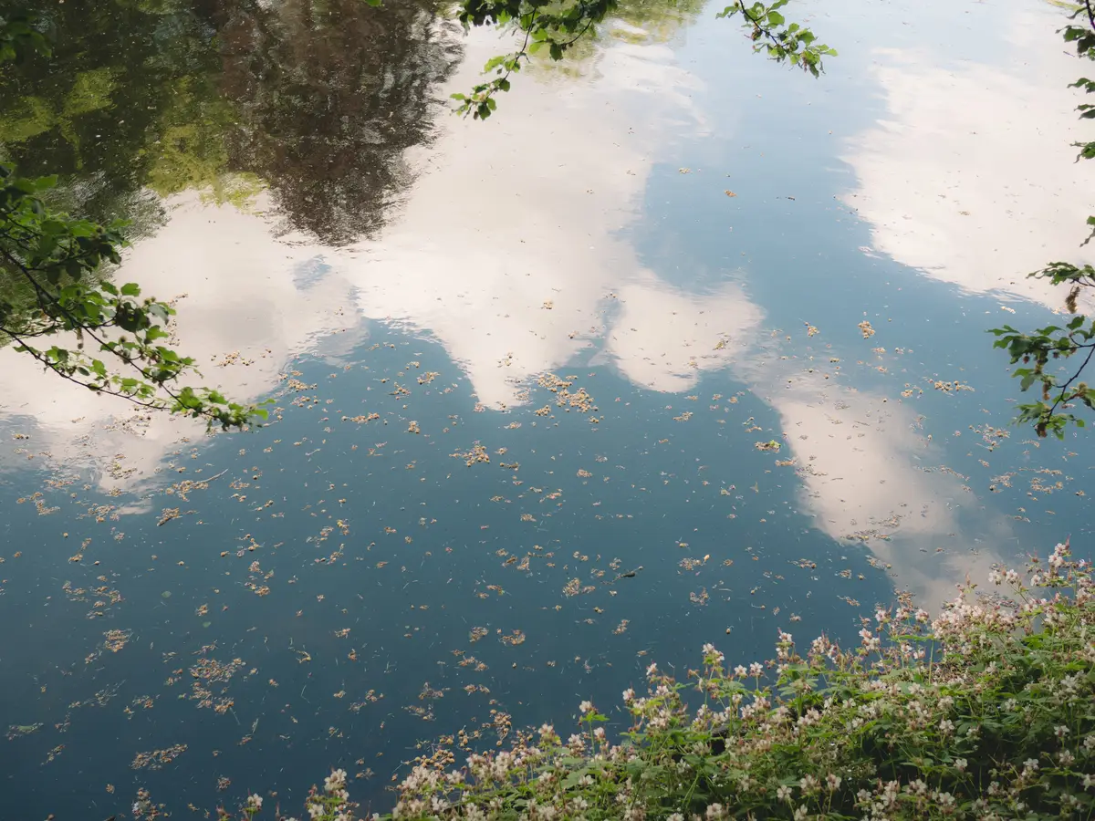 Sky and tree branches reflected in still water, framed by wildflowers